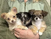 Merle, a female Chihuahua for sale in Percival, IA – Photo 2 of 2