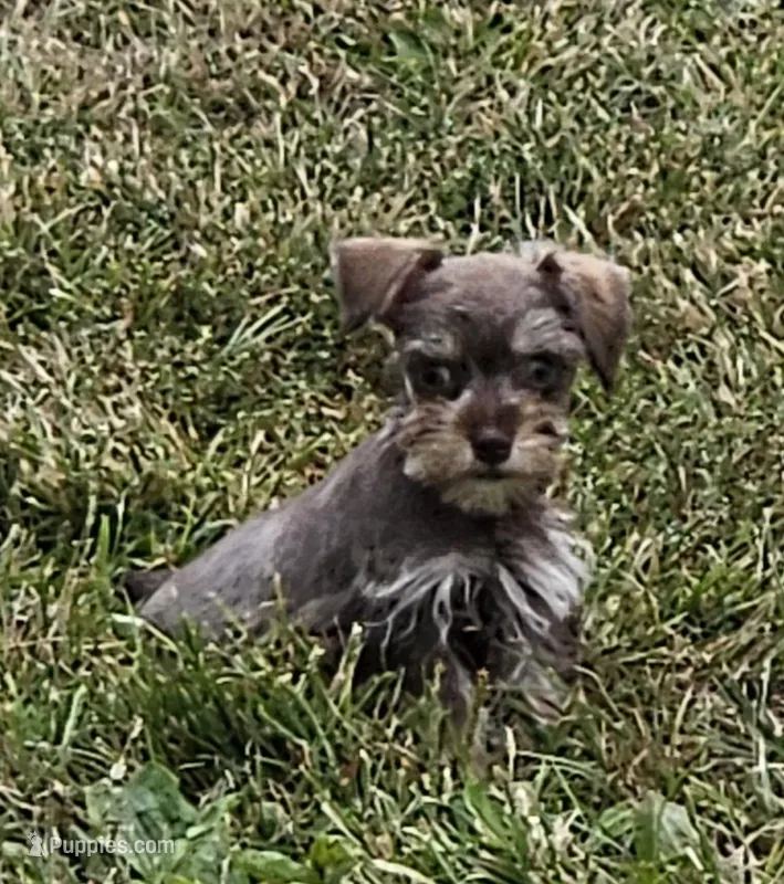 Coco Tiny Toy Schnauzer