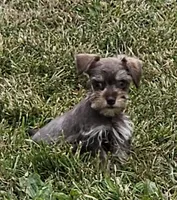 Coco Tiny Toy Schnauzer, a male Miniature Schnauzer for sale in Percival, IA – Photo 1 of 3