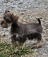 Coco Tiny Toy Schnauzer, a male Miniature Schnauzer for sale in Percival, IA – Photo 3 of 3