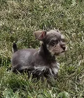 Coco Tiny Toy Schnauzer, a male Miniature Schnauzer for sale in Percival, IA – Photo 2 of 3