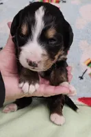 Snowflake, a female Bernese Mountain Dog for sale in Percival, IA – Photo 3 of 3