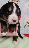 Snowflake, a female Bernese Mountain Dog for sale in Percival, IA – Photo 2 of 3