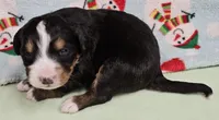 Snowflake, a female Bernese Mountain Dog for sale in Percival, IA – Photo 1 of 3