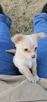 White Lightning, a male Chihuahua for sale in Percival, IA – Photo 2 of 2