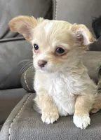 Vanilla Peanut Butter , a male Chihuahua for sale in Percival, IA – Photo 1 of 4