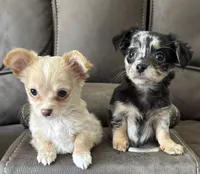 Vanilla Peanut Butter , a male Chihuahua for sale in Percival, IA – Photo 3 of 4