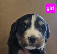 VALENTINE, a female Bernese Mountain Dog for sale in Percival, IA – Photo 1 of 2