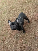 Gunner, a male French Bulldog for sale in Dallas, GA – 7 of 8