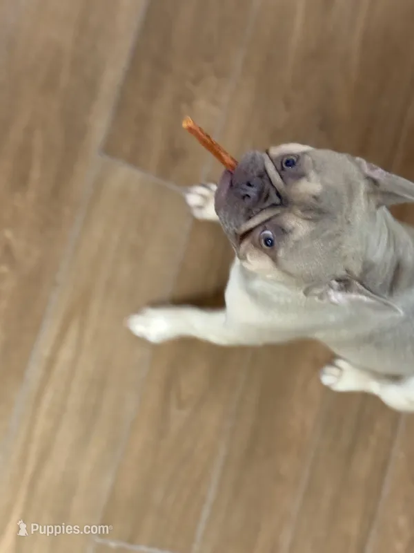 Gunner – French Bulldog puppy for sale in Dallas, GA