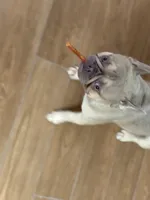 Gunner, a male French Bulldog for sale in Dallas, GA – 1 of 8