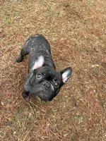 Gunner, a male French Bulldog for sale in Dallas, GA – 5 of 8