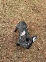 Gunner, a male French Bulldog for sale in Dallas, GA – 4 of 8
