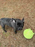 Gunner, a male French Bulldog for sale in Dallas, GA – 8 of 8