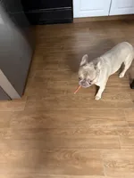 Gunner, a male French Bulldog for sale in Dallas, GA – 3 of 8