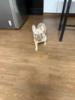 Gunner, a male French Bulldog for sale in Dallas, GA – 2 of 8