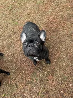Gunner, a male French Bulldog for sale in Dallas, GA – 6 of 8