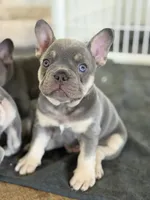 Baby Back, a male French Bulldog for sale in Katy, TX – 4 of 5