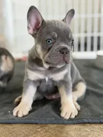 Baby Back, a male French Bulldog for sale in Katy, TX – 5 of 5