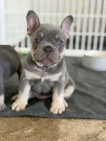 Baby Back, a male French Bulldog for sale in Katy, TX – 2 of 5