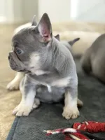 Little, a male French Bulldog for sale in Katy, TX – 6 of 6