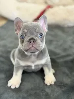 Little, a male French Bulldog for sale in Katy, TX – 2 of 6