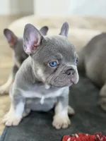 Little, a male French Bulldog for sale in Katy, TX – 3 of 6