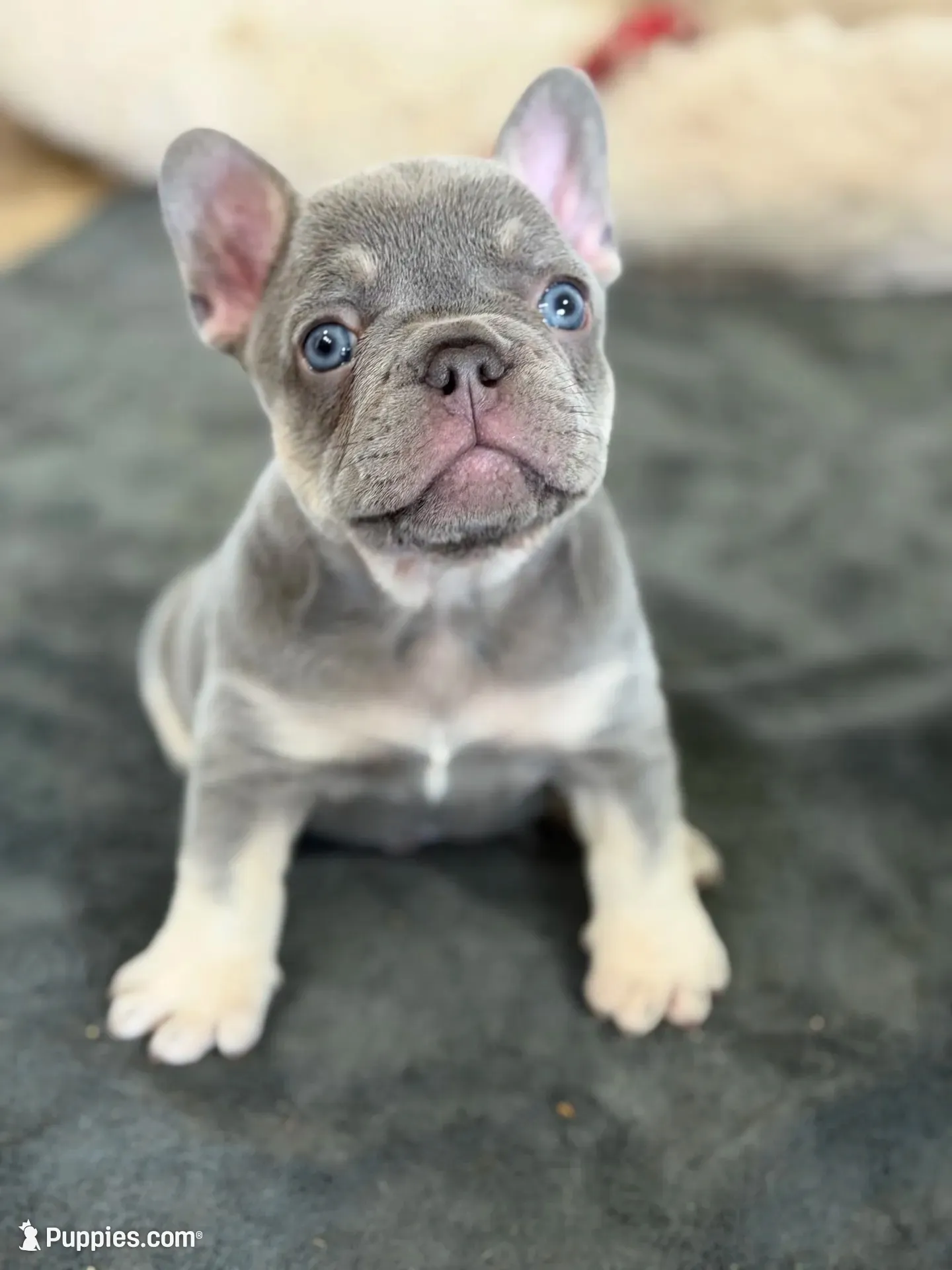 Little, a male French Bulldog for sale in Katy, TX – 1 of 6