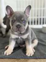 Baby Back, a male French Bulldog for sale in Katy, TX – 3 of 5