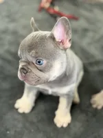 Little, a male French Bulldog for sale in Katy, TX – 4 of 6