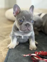 Little, a male French Bulldog for sale in Katy, TX – 5 of 6