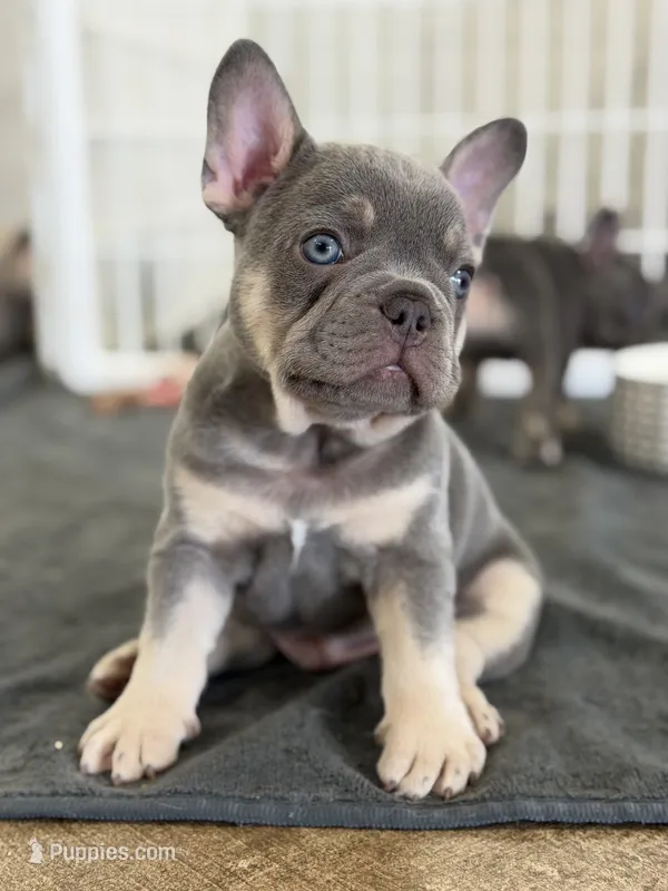 Baby Back – French Bulldog puppy for sale in Katy, TX