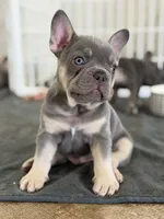 Baby Back, a male French Bulldog for sale in Katy, TX – 1 of 5