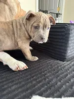 processed/8e6428da-6b68-4813-9d41-1fa35ccac5ab/listing/8a1b1df8-7ac8-4e07-b35a-8e808be97e05/3e9b1b73-d49c-42c0-bc99-c5a81a55b24d