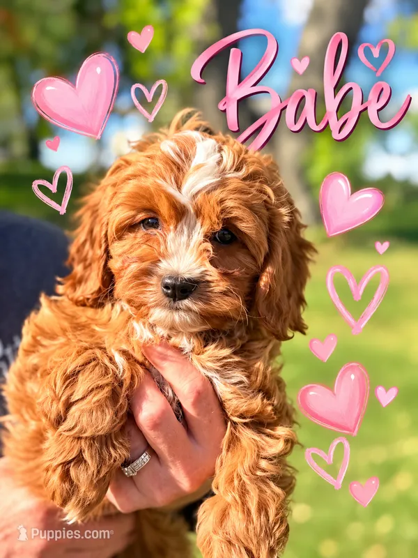 Baby Cavapoo F1 Ruby and White – Cavapoo, Poodle - Toy  puppy for sale in Pensacola, FL