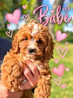 Baby Cavapoo F1 Ruby and White, a female Cavapoo and Poodle - Toy  for sale in Pensacola, FL – 1 of 1