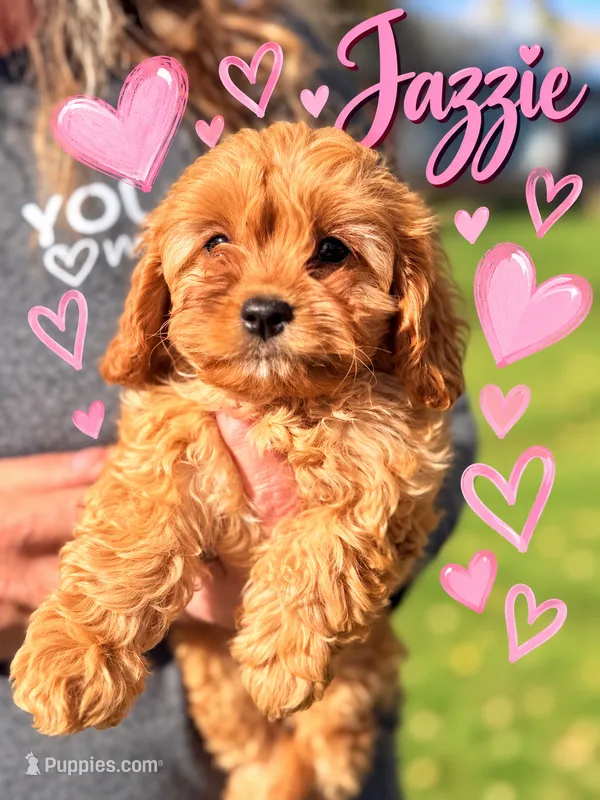 Jazzie – Cavapoo, Poodle - Toy  puppy for sale in Pensacola, FL