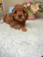 Corey, a female Cavapoo for sale in Pensacola, FL – Photo 1 of 3