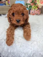 Corey, a female Cavapoo for sale in Pensacola, FL – Photo 2 of 3