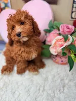 processed/8e6441b6-5098-4f27-be23-faab33fed8b0/listing/2bae6876-3b70-46a8-a618-263fe088e8b9/37ae0550-95f6-4335-be78-b0abfc9d48b3