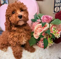 processed/8e6441b6-5098-4f27-be23-faab33fed8b0/listing/2bae6876-3b70-46a8-a618-263fe088e8b9/4de9ad44-a6e3-4657-8a7a-8fb8e53857e6