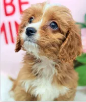 processed/8e6441b6-5098-4f27-be23-faab33fed8b0/listing/38141d8c-ae7d-47eb-b722-a147c340da04/35984b8f-7a01-4fdf-8629-3f8254a4ff14