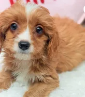 processed/8e6441b6-5098-4f27-be23-faab33fed8b0/listing/38141d8c-ae7d-47eb-b722-a147c340da04/c84f5331-bdb8-4ec2-81b2-ab6900a0f439