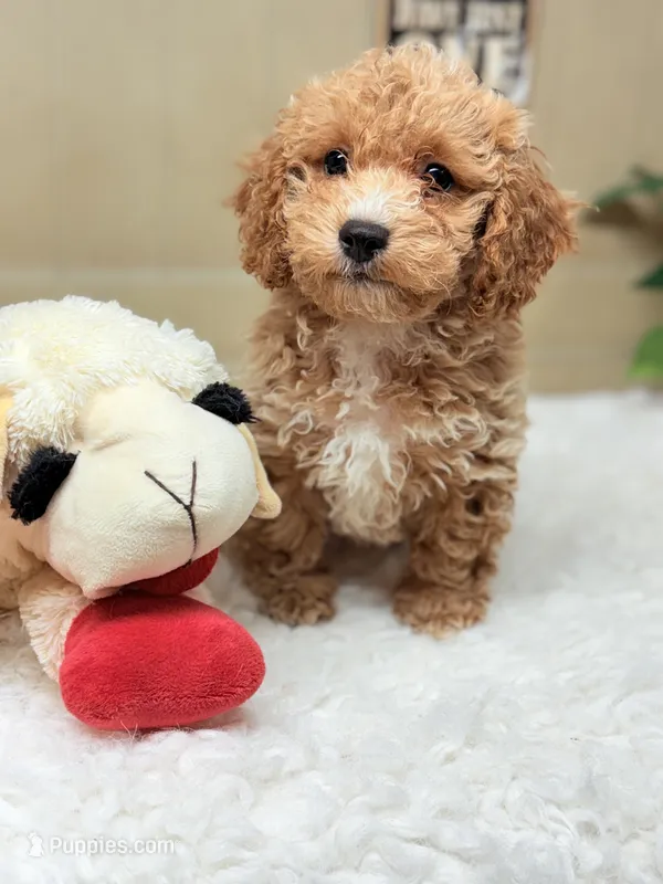 Toy Henry Forever Puppy