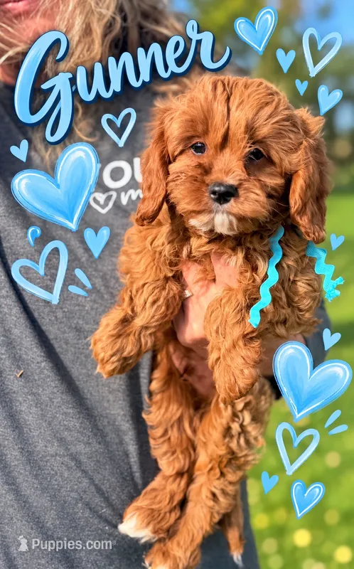 Gunner F1 Cavapoo  – Cavapoo, Poodle - Toy  puppy for sale in Pensacola, FL