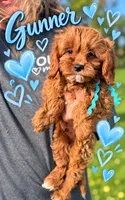 Gunner F1 Cavapoo , a male Cavapoo and Poodle - Toy  for sale in Pensacola, FL – 1 of 1