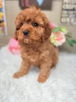 Callie, a female Cavapoo for sale in Pensacola, FL – Photo 4 of 4