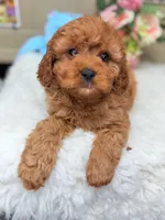 Callie, a female Cavapoo for sale in Pensacola, FL – Photo 3 of 4