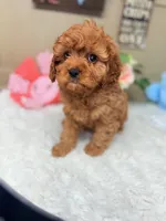 Callie, a female Cavapoo for sale in Pensacola, FL – Photo 2 of 4