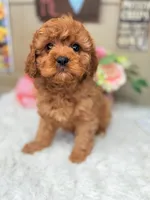 Callie, a female Cavapoo for sale in Pensacola, FL – Photo 1 of 4